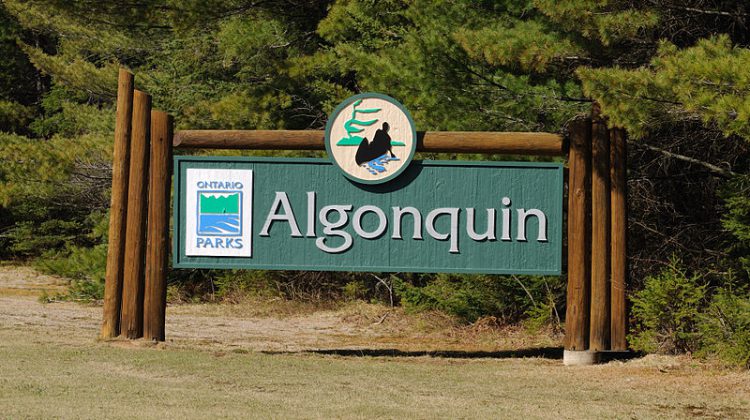 Low water levels reported in Algonquin Park creeks and ponds