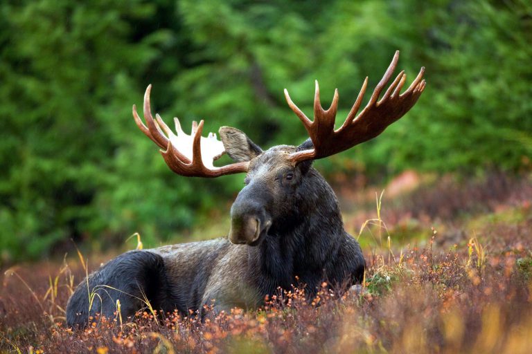 OPP warn drivers to watch for moose after string of crashes at Algonquin Park