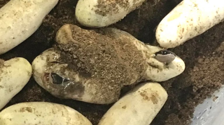 Muskoka construction worker turns into reptile mom to hatch eggs