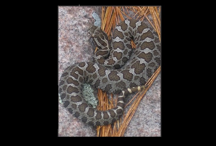 Watch out for rattlesnakes along the shores of Georgian Bay