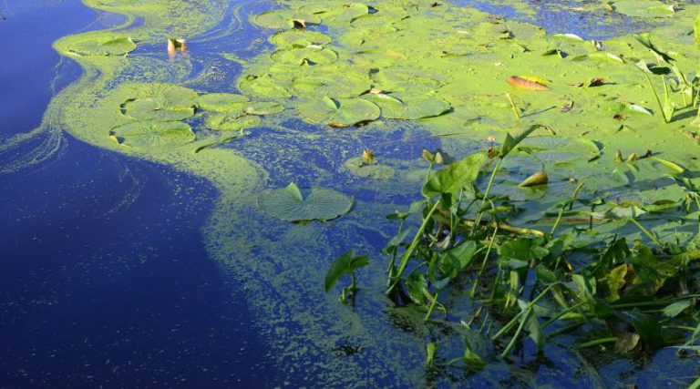Algae bloom hits Sand Lake in Kearney