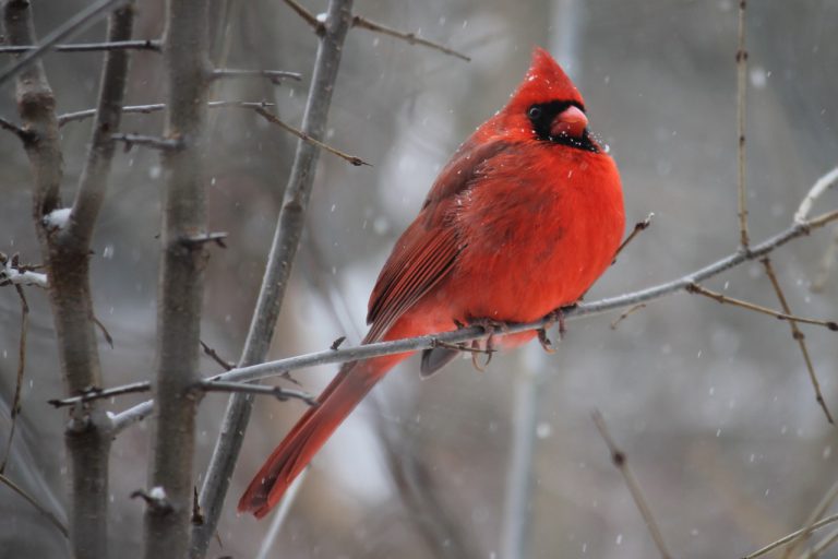 Forget raking this fall and help local bird population