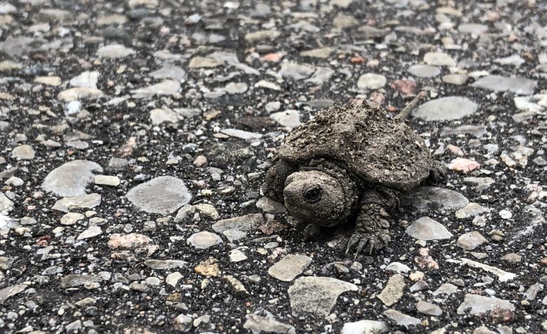Turtle hatchling season “thrown out of whack” by long winter, says turtle activist