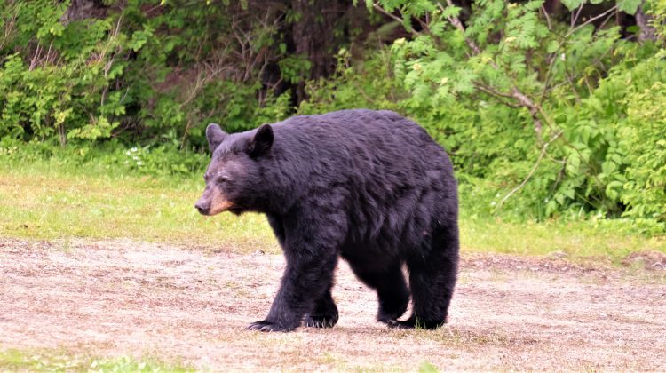 40 bears struck by vehicles in August in region prompts warning from OPP