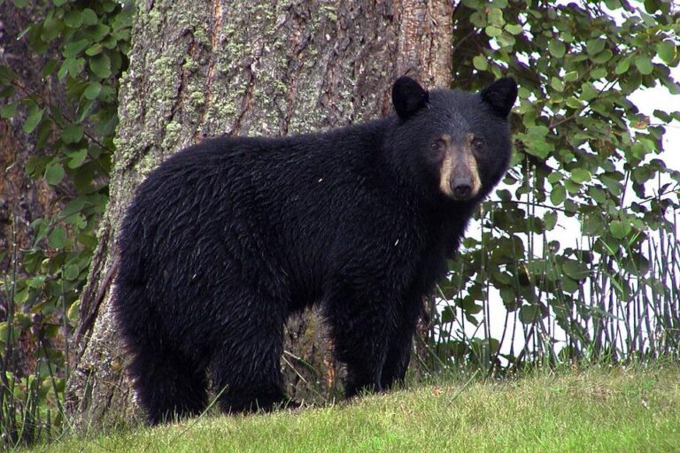 NDMNRF reminds to be ‘bear wise’