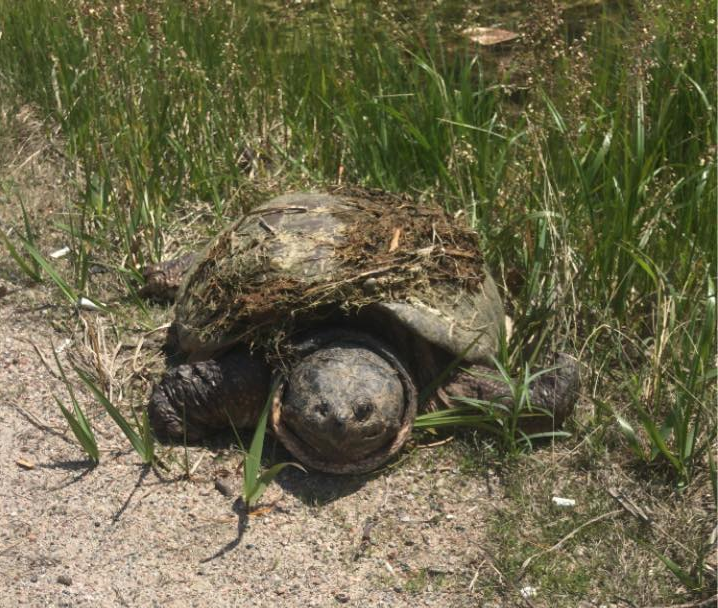 Century-old turtle in Cottage Country presumed dead 
