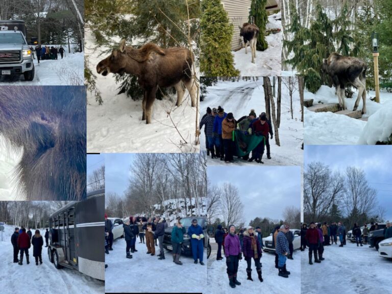 Community rallies to help sick moose near Otter Lake